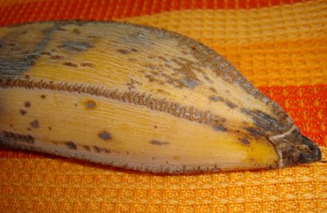 Banana Figo