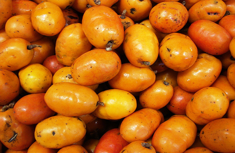 Ciriguela