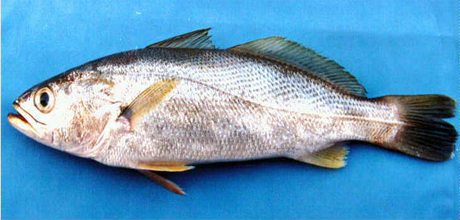 Pescada Branca